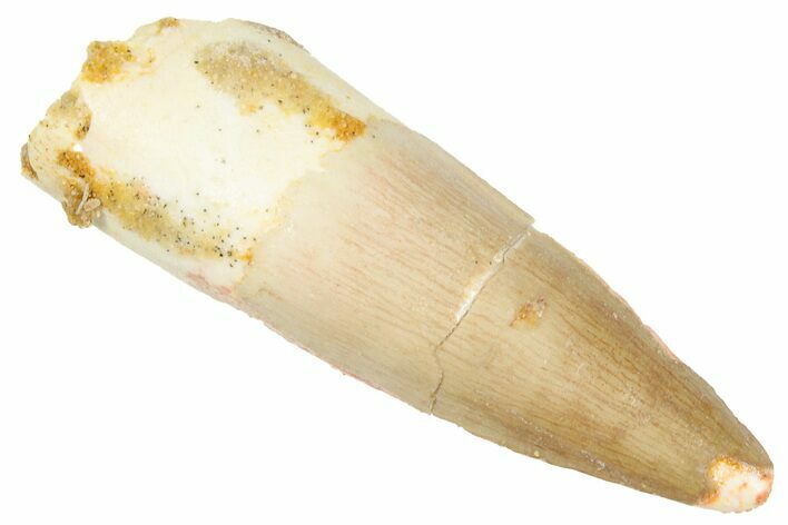 Fossil Spinosaurus Tooth - Real Dinosaur Tooth #269217